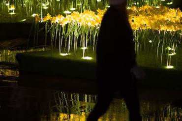 St Paul's illuminated by 4000 resplendent daffodils