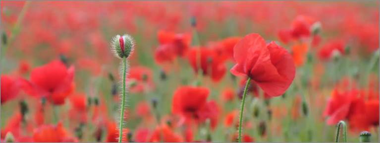 Remembrance Day 2024