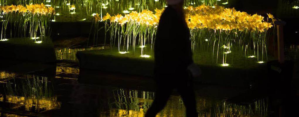 St Paul's illuminated by 4000 resplendent daffodils
