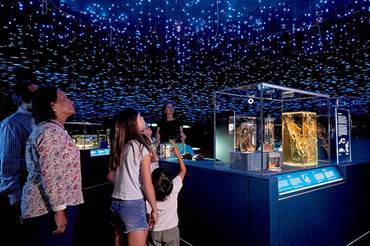 Life in the dark at the Natural History Museum 